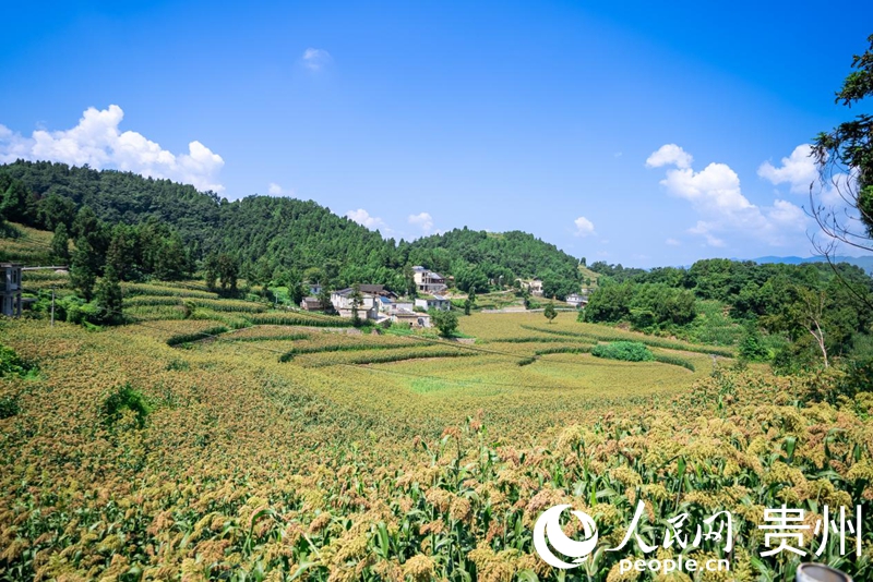 仁怀市长岗镇茅坡村，成片的高粱铺展到田野尽头。人民网记者 涂敏摄